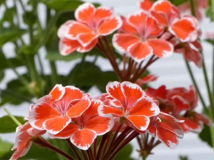 Geraniums: How to Plant, Grow, and Care for Pelargoniums | The Old Farmer's Almanac