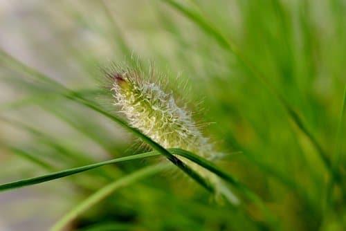 How to Transplant Ornamental Grass: A Beginner's Guide - Krostrade