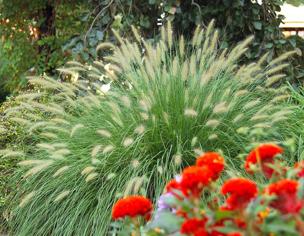 Keeping Ornamental Grasses Happy | Better Homes & Gardens