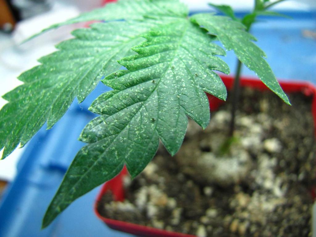 Spider Mites & Cannabis - How to Identify & Get Rid of Them Quickly!
