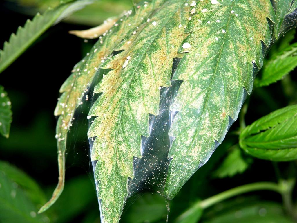 How To Treat Spider Mites During Flowering? Comprehensive Guide
