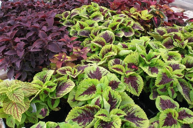 How To Trim Coleus. The Best Technique You Need - Krostrade