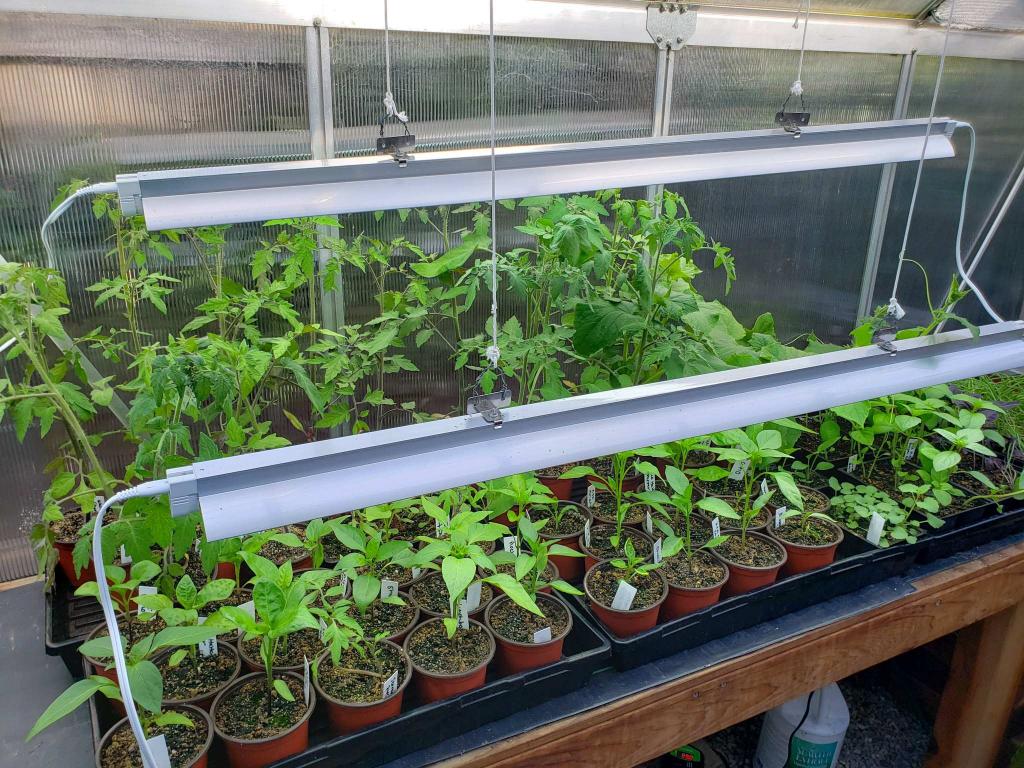 Using Grow Lights for Seedlings or Indoor Plants ~ Homestead and Chill