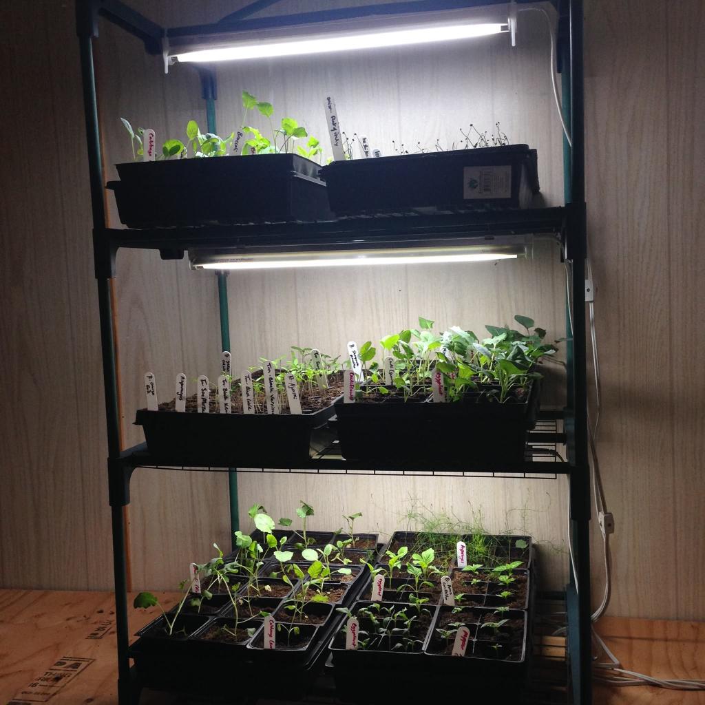 Indoor Greenhouse With Lights: A Complete Guide | Family Food Garden | Indoor vegetable gardening, Indoor greenhouse, Modern greenhouses