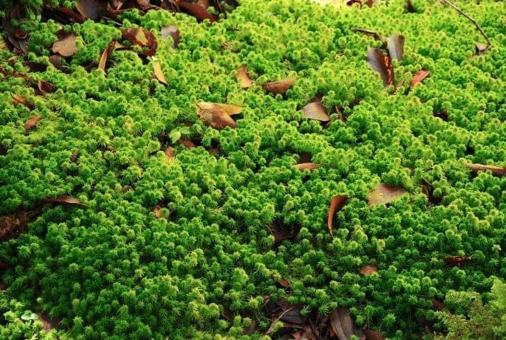 Sphagnum Moss: How to Grow it and Various Uses of it - Conserve Energy Future