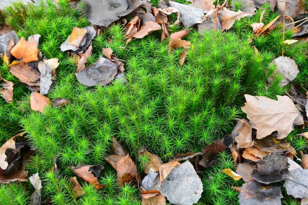 How To Grow Sphagnum Moss - Garden Tabs