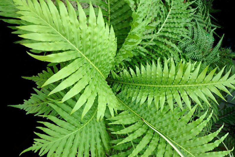 How to Winterize Ferns: Need-to-Know Facts - Krostrade