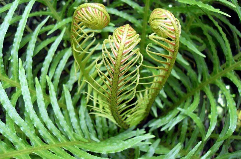 How To Overwinter Ferns. Best 3-Step Guide - Krostrade
