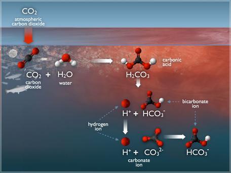7A: C02 and Ocean pH - What's the Connection?