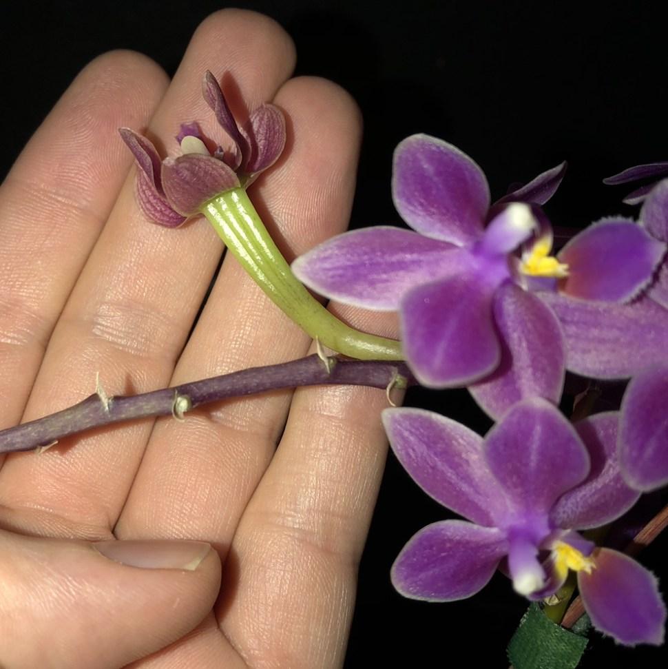 Tutorial: How to Grow Orchids from Seed