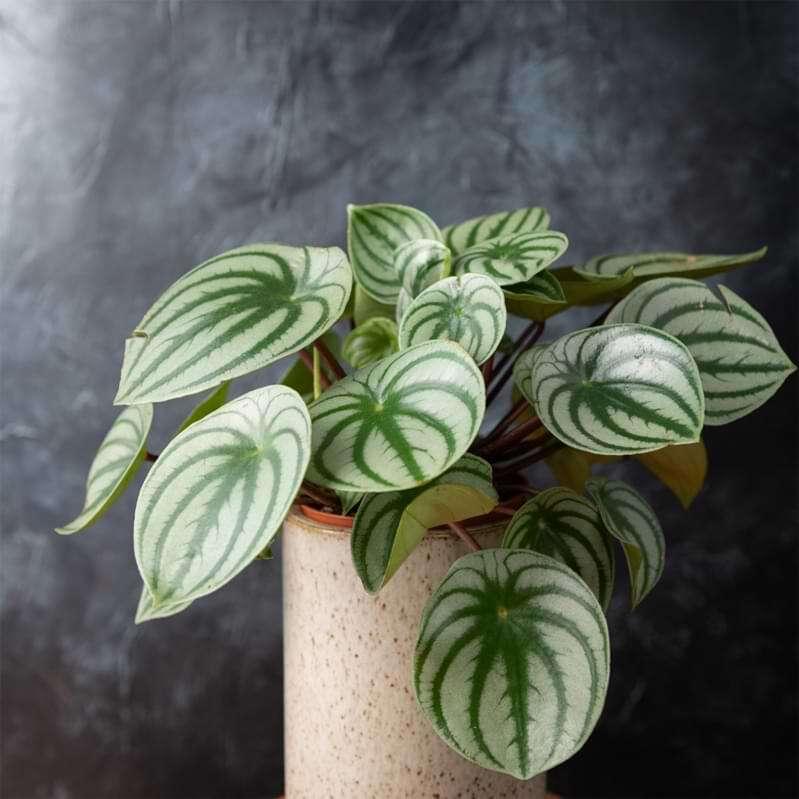 Exotic Angel® Plant Care | 10 Different Types | Houseplant Resource