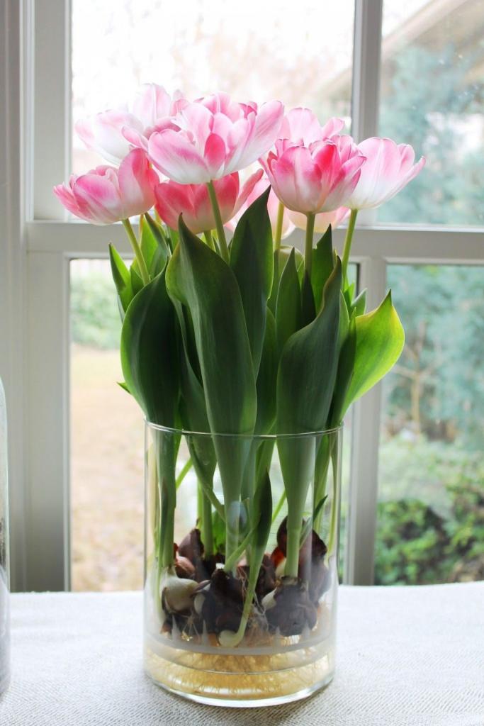 How to Grow Tulips and Other Perennials in Glass Jars in Your Home All Year | Growing tulips, Plants in jars, Indoor flowers