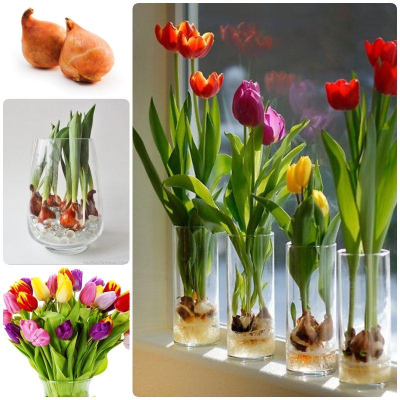How to grow tulip bulbs in a vase | Growing tulips, Bulb flowers, Tulips in vase