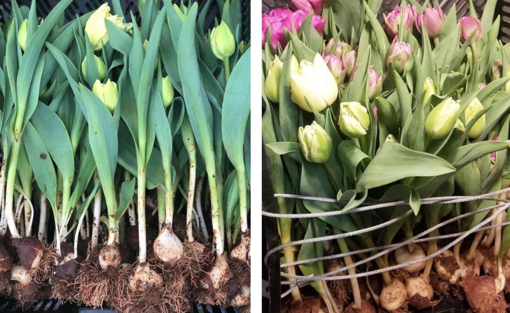 Growing, Cutting & Arranging Tulips - Flower Magazine
