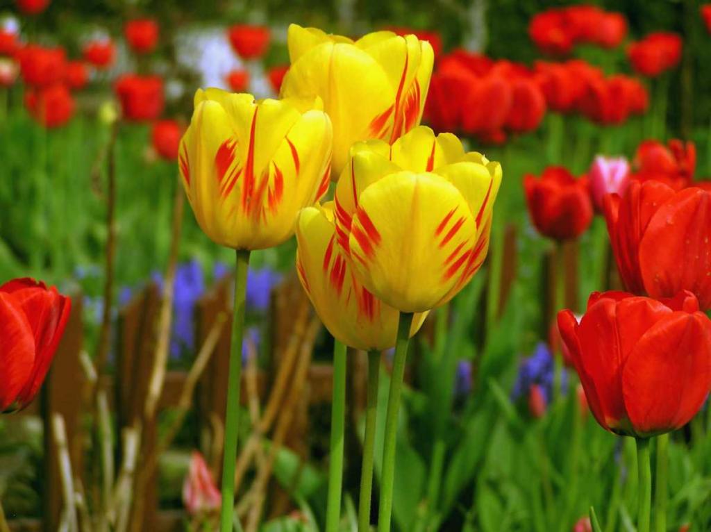 How to plant tulips in pots | Step-by-step guide to tulip planting