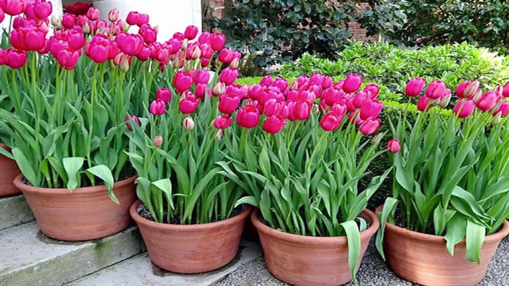 Easy Way to Grow Tulip Bulbs in Pots Or Containers - Gardening Tips - YouTube