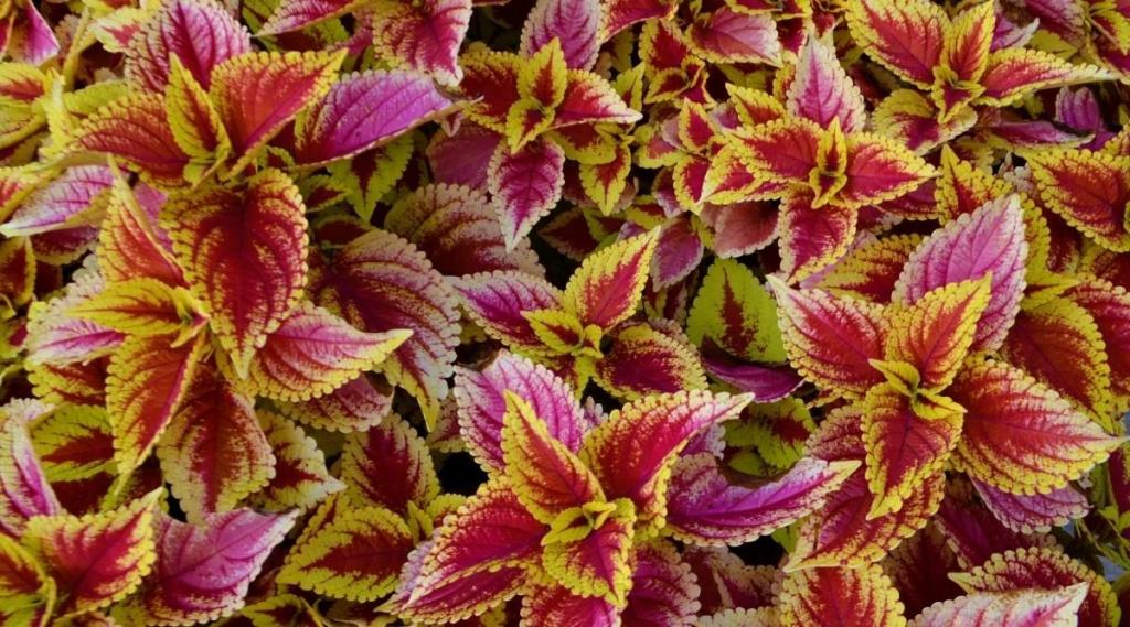 When Should I Plant Coleus From Seed? Does Variety Matter?