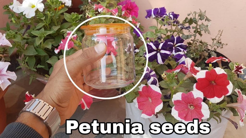Petunia flower : How to collect and store Petunia seeds - YouTube