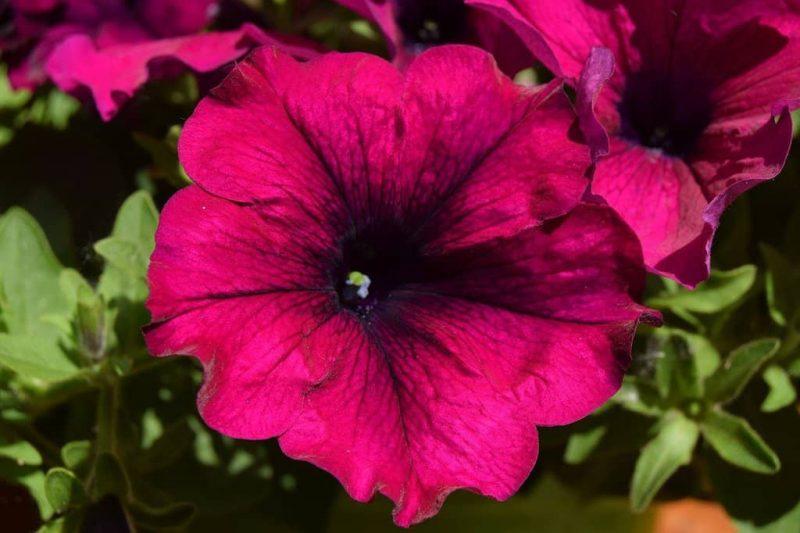 How To Collect Petunia Seeds In 3 Easy Steps - Krostrade