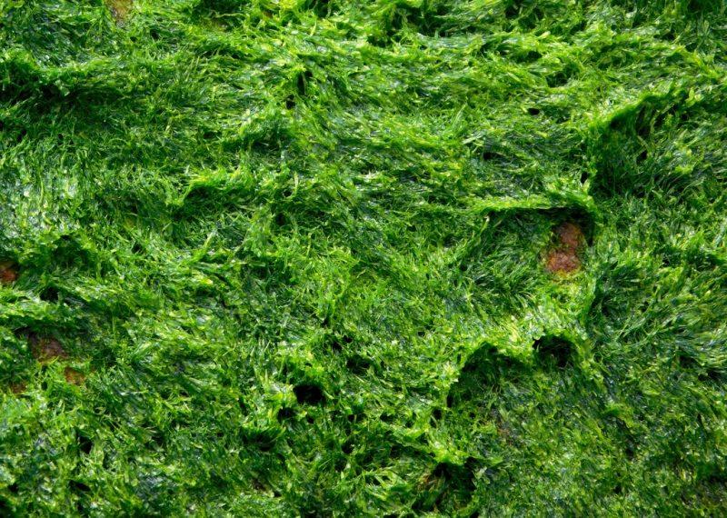 How to Get Rid of Green Algae On Your Seeding Soil - Krostrade