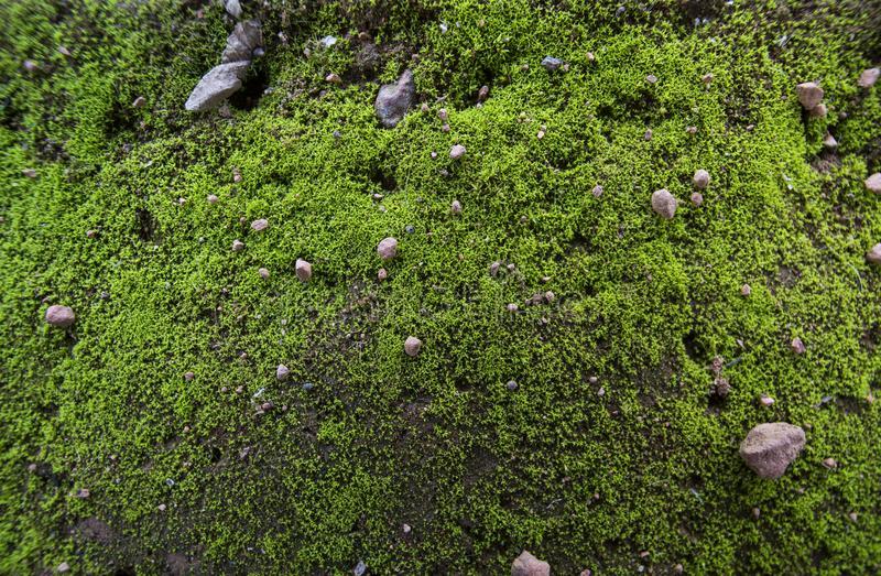 Greeen soil moss stock photo. Image of autumn, moist - 105603348