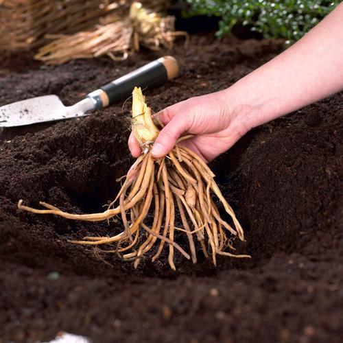 How to Plant Bare Root Perennials