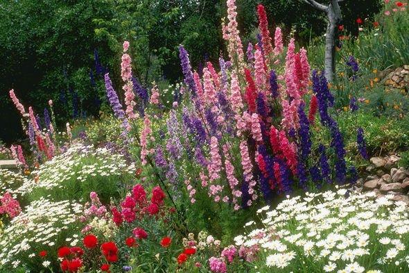 When to cut back delphiniums - top tips to maintain a perfect garden | Express.co.uk
