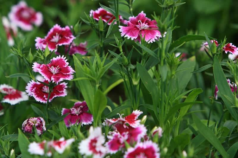 How to Deadhead Dianthus? (Complete Guide) - Gardening Solved