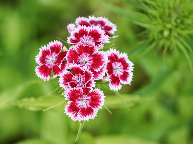 How to Deadhead Dianthus: 5 Steps You Need to Know - Krostrade