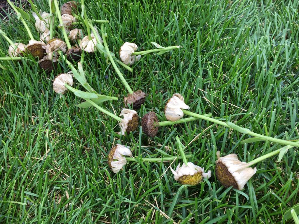 Dead Head Shasta Daisy to Encourage More Flowers [Backyard Neophyte Landscaping Blog]