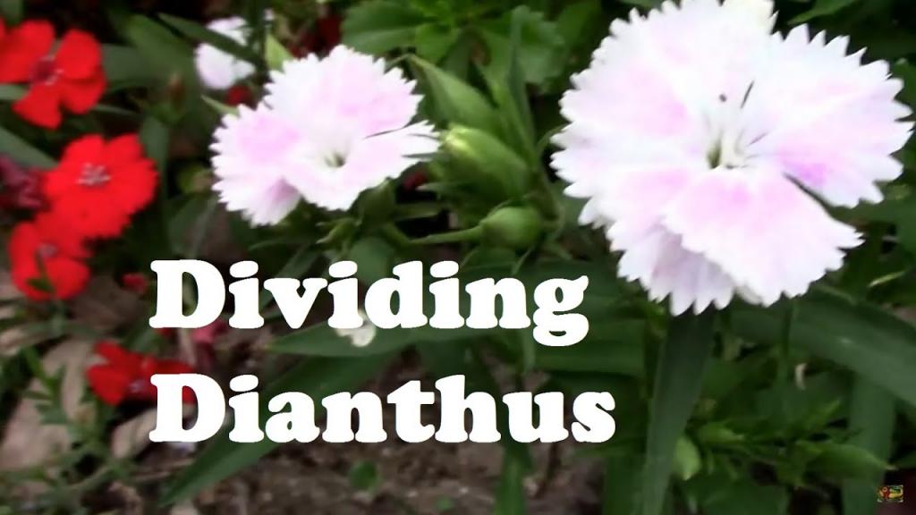 Dividing Perennial Dianthus, and Starting Them From Cuttings. - YouTube