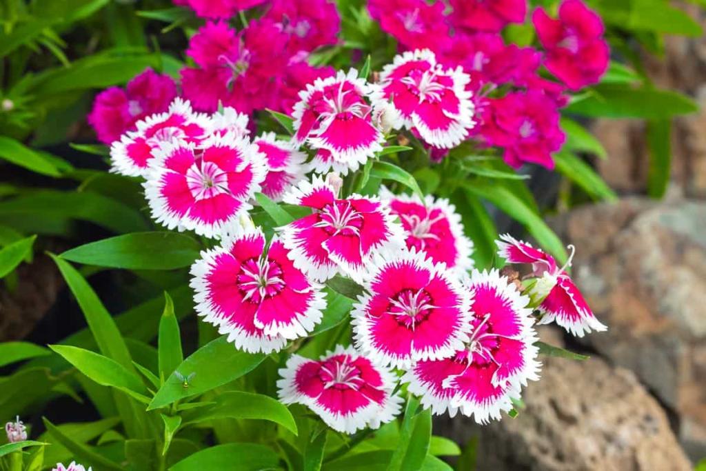 When To Transplant Dianthus [And How To] - GardenTabs.com