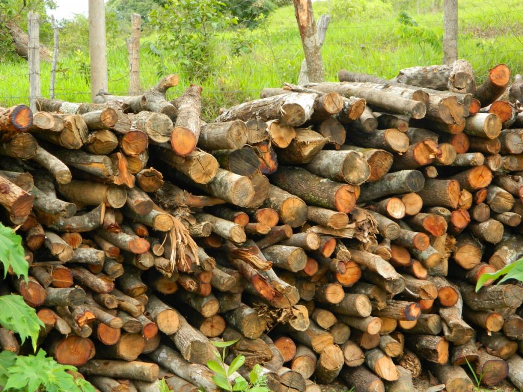 How To Dry Firewood Fast? In 4 Awesome Steps - Krostrade