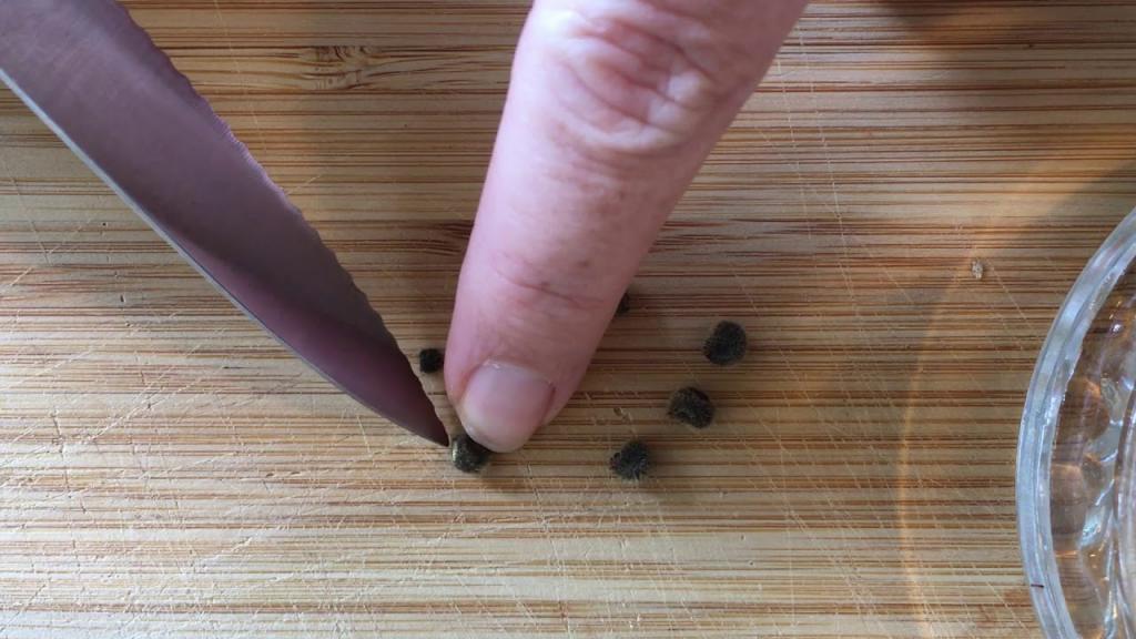 Preparing hibiscus seeds for germination - YouTube
