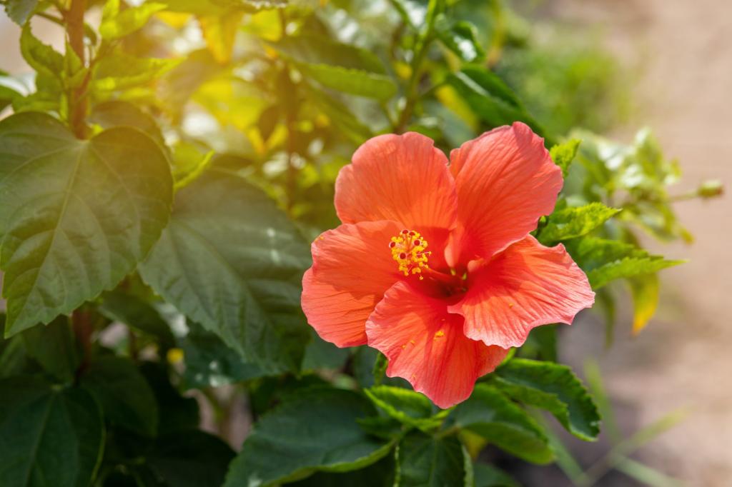 How to Grow and Care for Hibiscus Trees | Martha Stewart