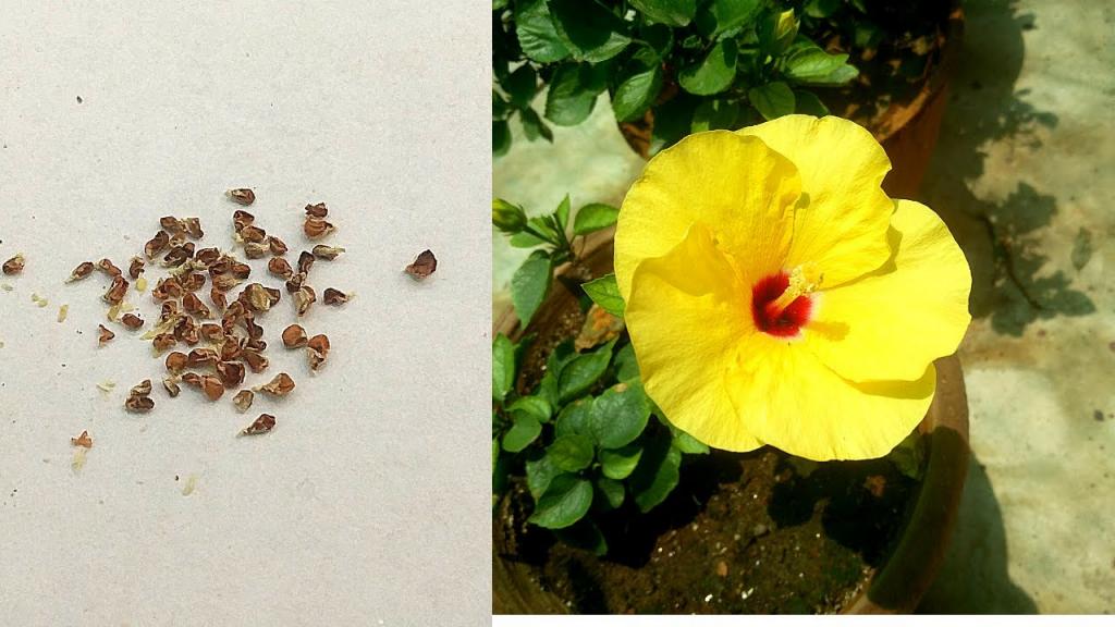 How To Collect Hibiscus Seeds? Harvest/Save Hibiscus seeds - YouTube