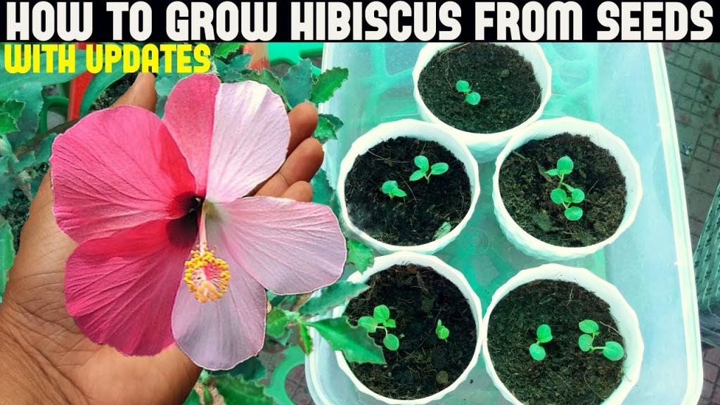 How To Grow Hibiscus From Seeds (FULL UPDATES) - YouTube