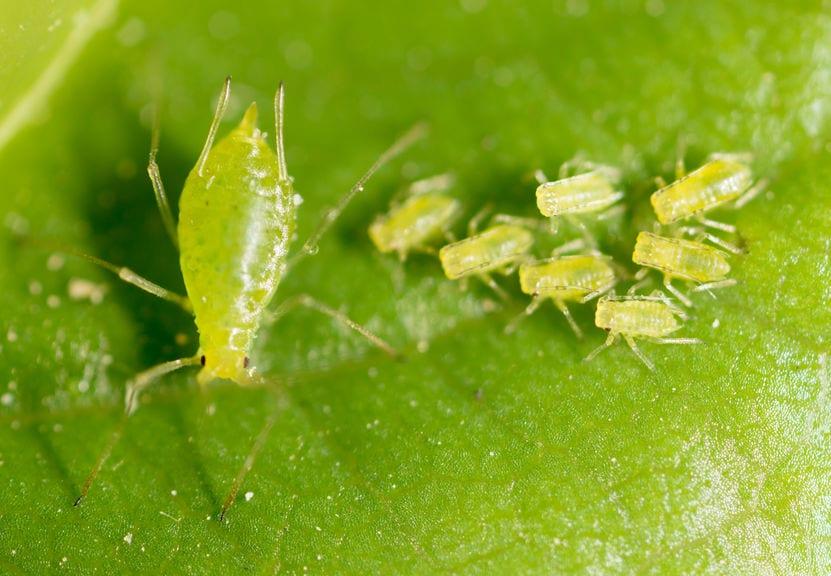 How to Control Aphids in your Greenhouse - Growing Spaces Greenhouses