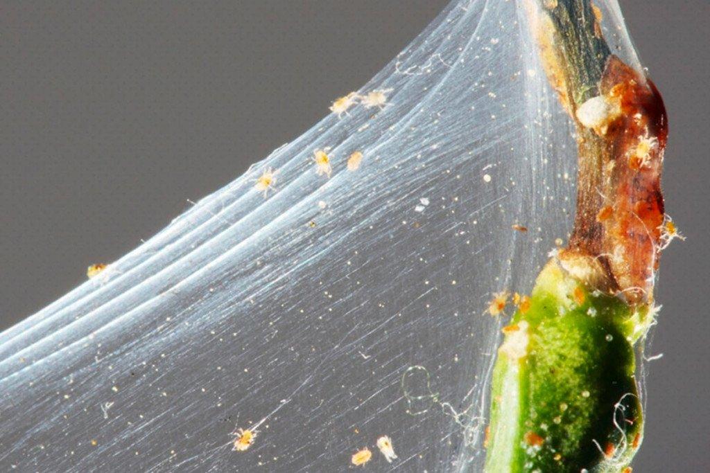 How to Prevent Spider Mites In Cannabis Plants - RQS Blog