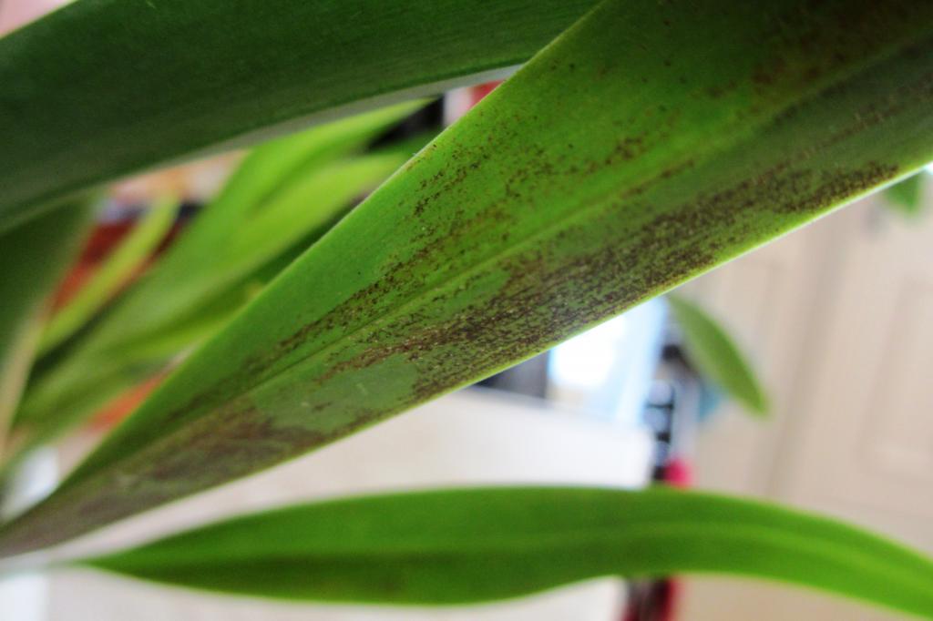 Pest Control: Spider Mites – My Orchid Diary