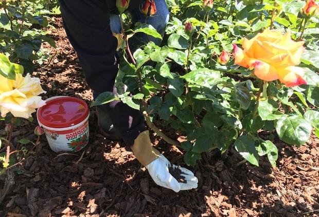 The 10 Best Fertilizer for Roses in 2022 - (REVIEWS)