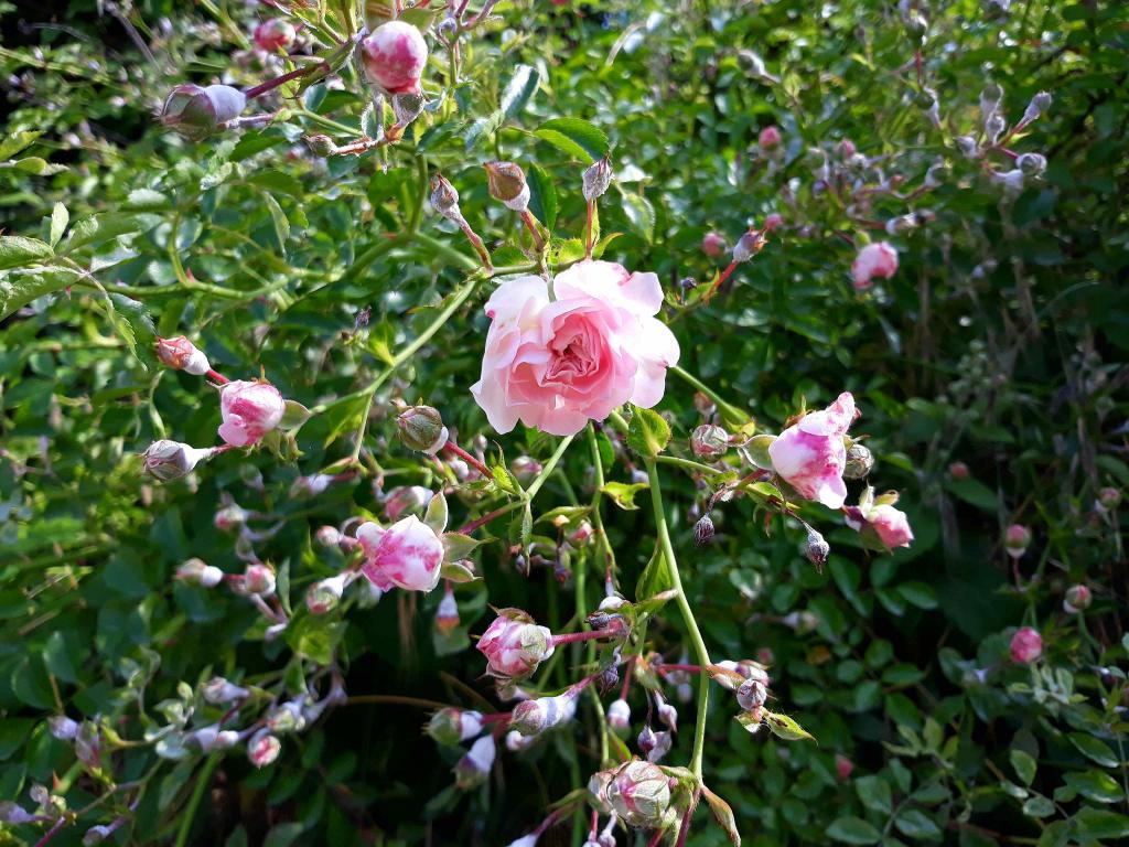 Organic wild rose brings floral freshness to lavera Naturkosmetik