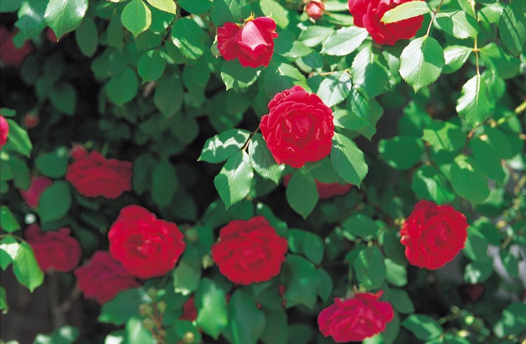 How Far Apart to Plant Rose Bushes?