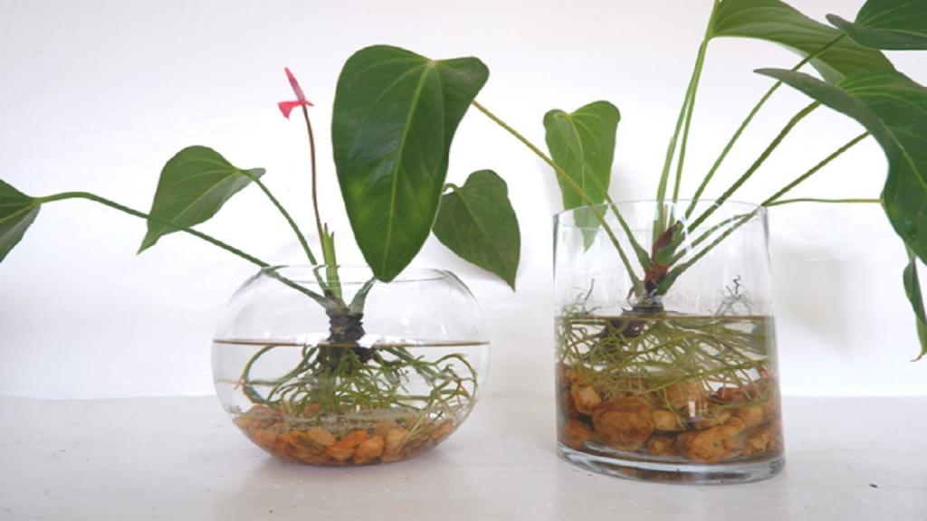 How to Grow and Care Anthurium Plants in Water (Anthurium in Glass Vase Decor) - YouTube