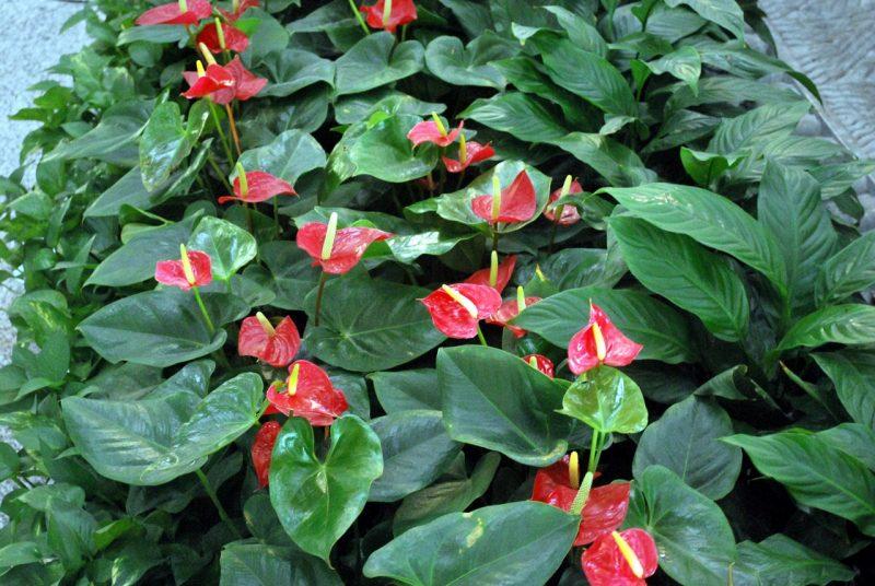 How to Grow Anthurium in Water - Krostrade