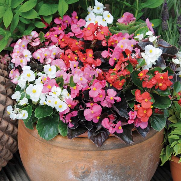 Begonia Devil's Delight Mixed F1 Plants From D.T. Brown Flower Plants