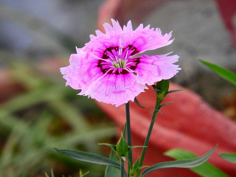 How To Grow Dianthus In Pots In 2 Easy Steps - Krostrade
