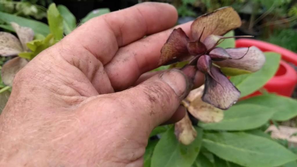 How to collect hellebore seeds - YouTube