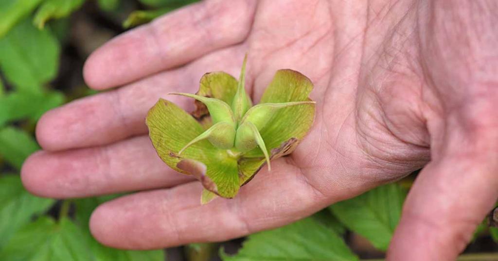How to Harvest Hellebore Seeds for Plant Propagation | Gardener's Path