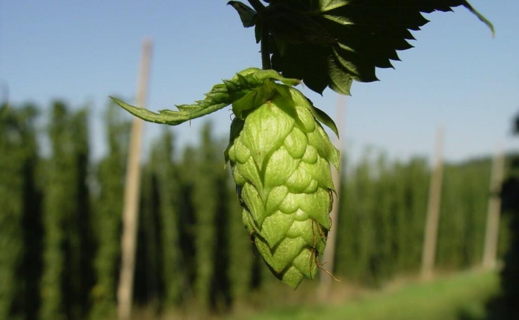 Farming Hops During the Ultra-Hoppy Beer Craze - Modern Farmer